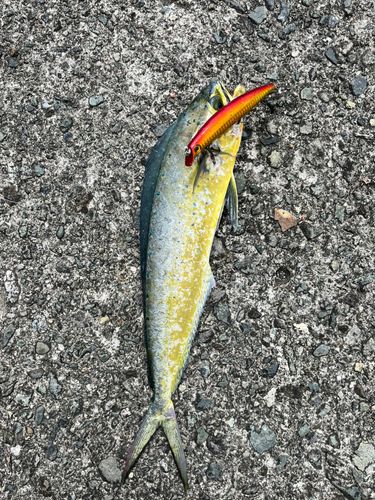 シイラの釣果