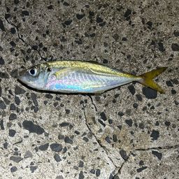 アジ