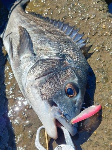 チヌの釣果
