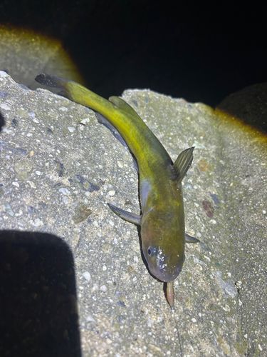 ギギの釣果