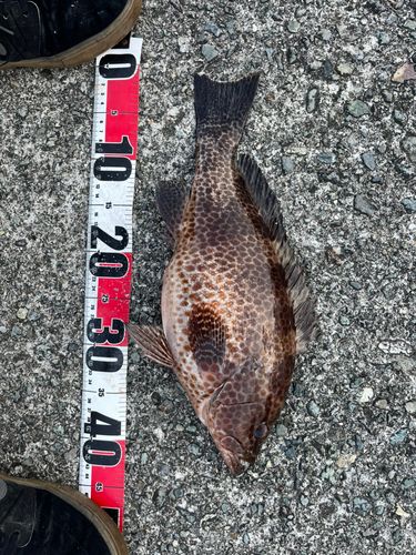 オオモンハタの釣果