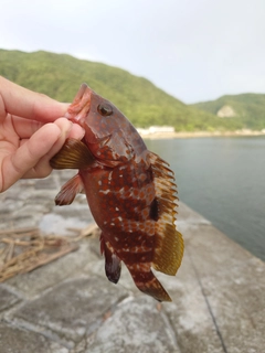 キジハタの釣果