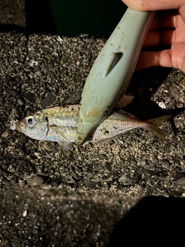 マアジの釣果