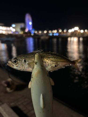 マアジの釣果