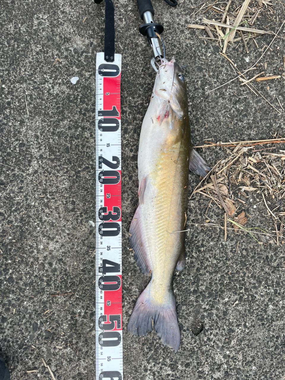 アメリカナマズ