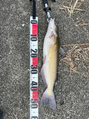 アメリカナマズ