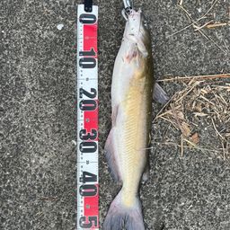 アメリカナマズ