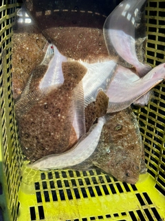 ムシガレイの釣果