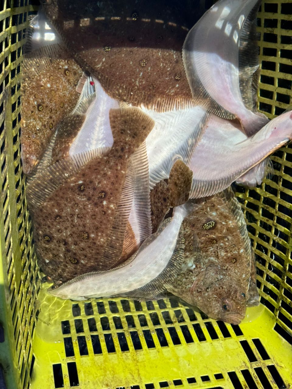 IRONJIGGERさんの釣果 1枚目の画像