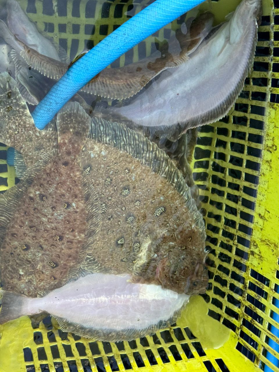 IRONJIGGERさんの釣果 2枚目の画像