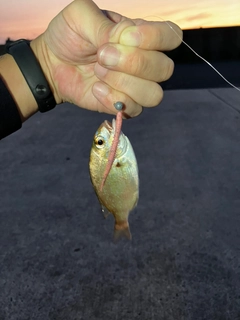 チャリコの釣果