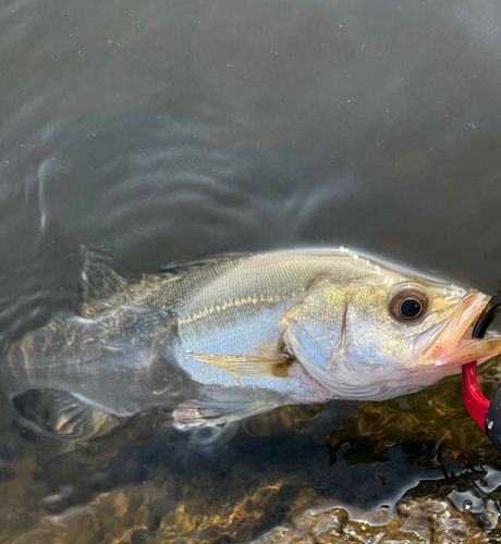 セイゴ（マルスズキ）の釣果