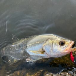 セイゴ（マルスズキ）