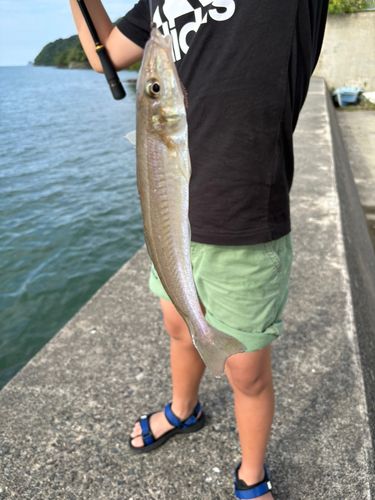 シロギスの釣果