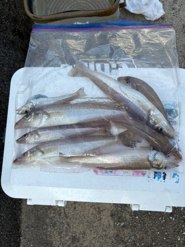 シロギスの釣果