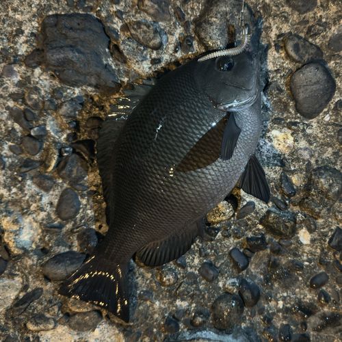 グレの釣果