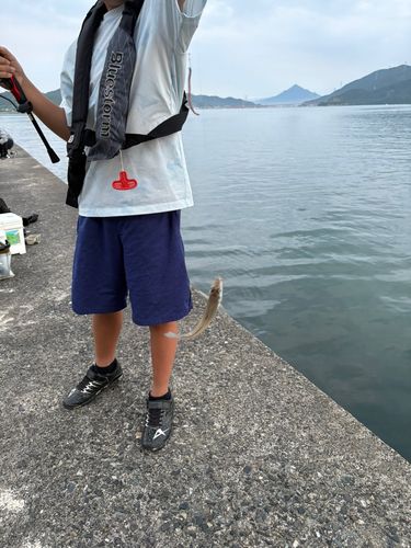 シロギスの釣果