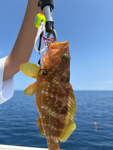 キジハタの釣果