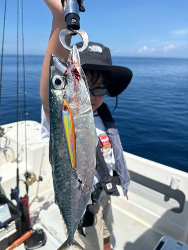 サバの釣果