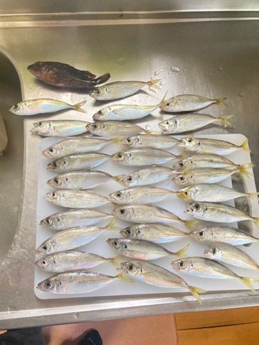 アジの釣果