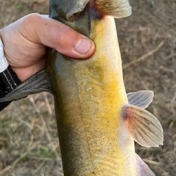 アメリカナマズ