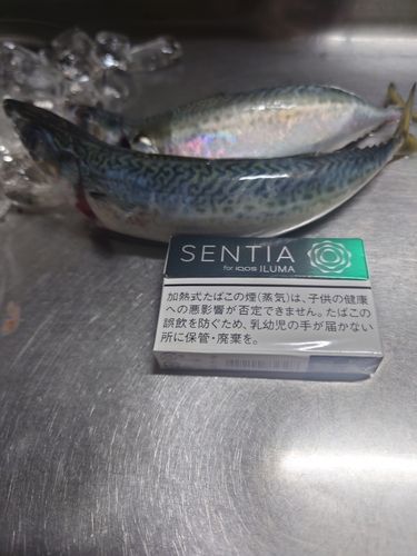 サバの釣果