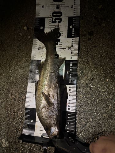 シーバスの釣果