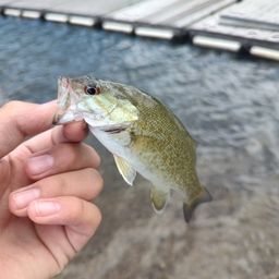 スモールマウスバス