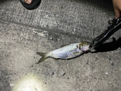 ボラの釣果
