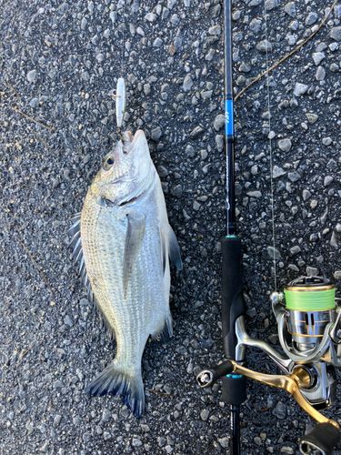 ミナミクロダイの釣果