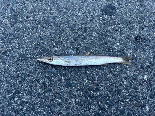 カマスの釣果