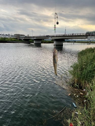 マハゼの釣果