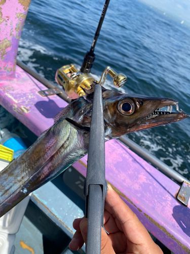 タチウオの釣果