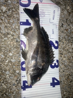 クロダイの釣果