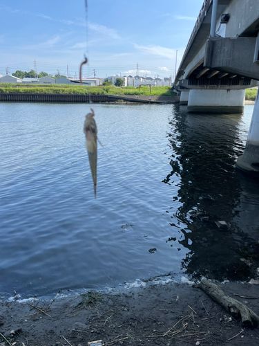 マハゼの釣果