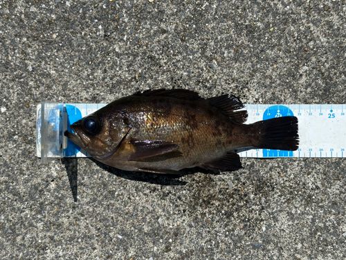 シロメバルの釣果