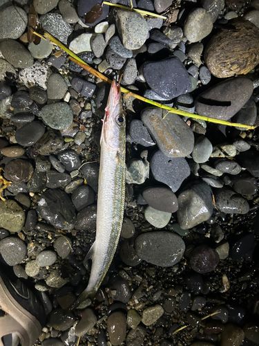 カマスの釣果