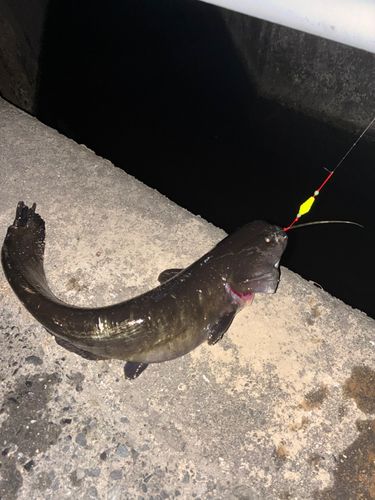ナマズの釣果