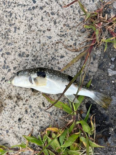 セイゴ(マルスズキ)の釣果