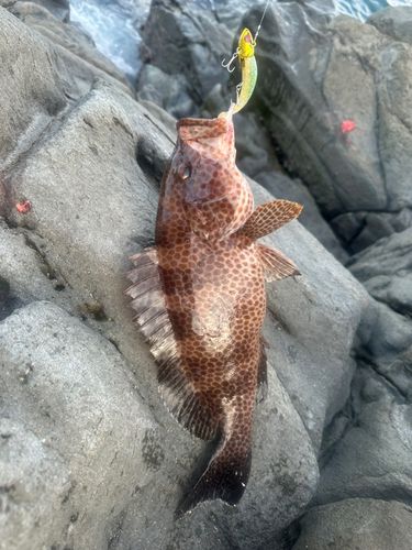 オオモンハタの釣果