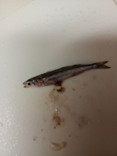 トウゴロウイワシの釣果