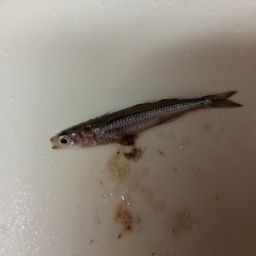 トウゴロウイワシ