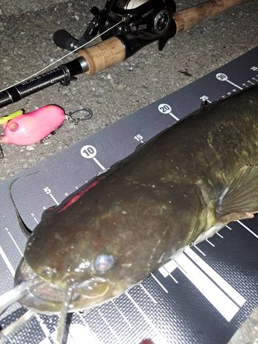 ナマズの釣果