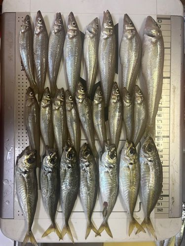 キスの釣果