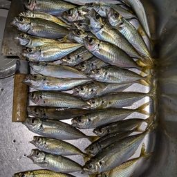 アジ