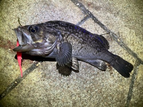 クロソイの釣果