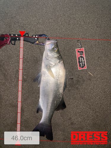 トラウトの釣果