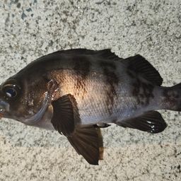 メバル