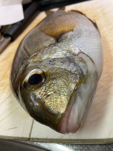 メイチダイの釣果