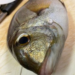 メイチダイ
